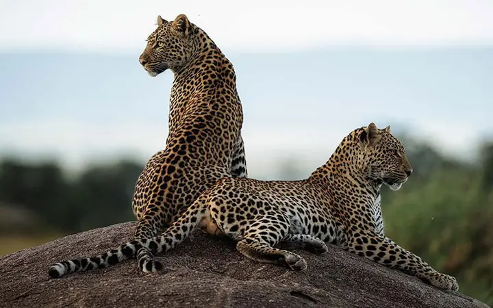 Eagle View Safaris